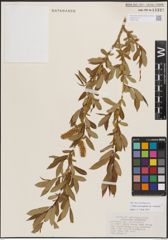 Foto von Salix eriocephala var. watsonii (Bebb) Dorn